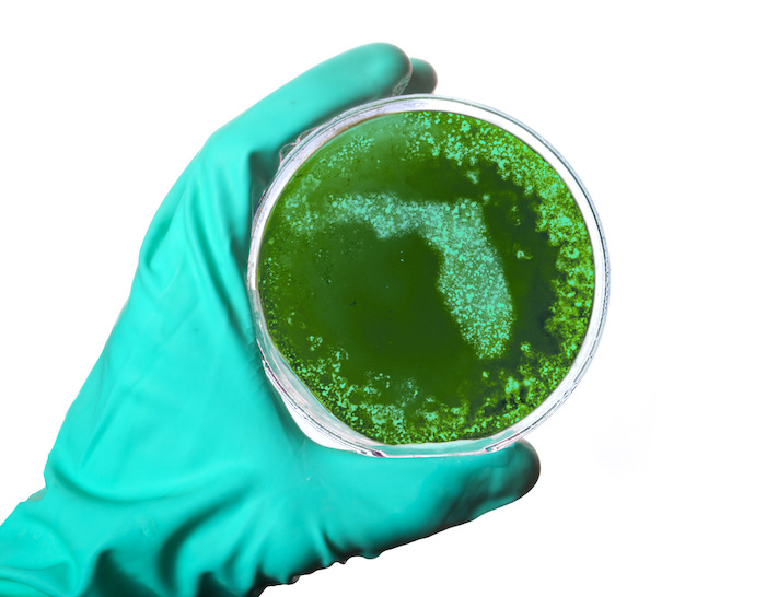 Florid in petri dish held by gloved hand
